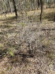 Pittosporum viscidum