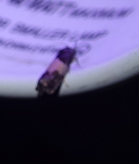 Epiblema tripartitana