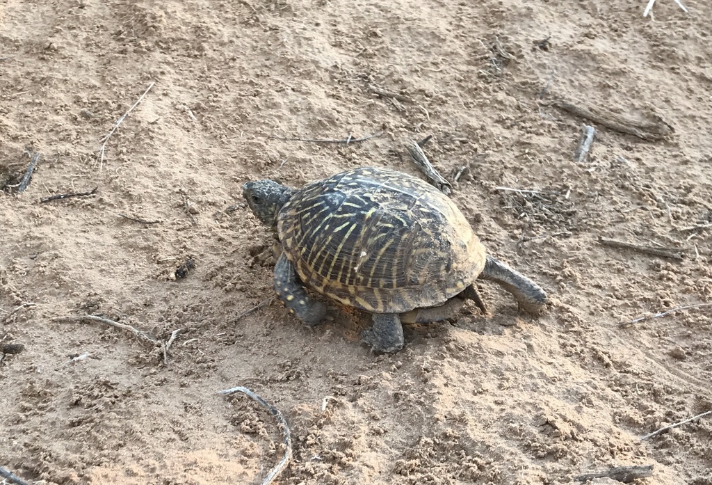 Ornate Box Turtle from S Navajo Loop, Belen, NM, US on June 12, 2020 at ...