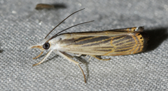 Parapediasia decorellus