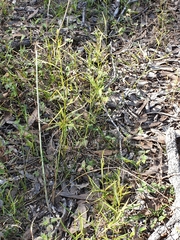 Jasminum simplicifolium