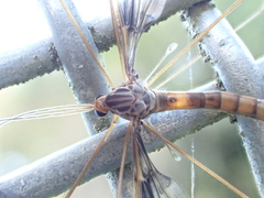 Leptotarsus binotatus