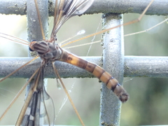Leptotarsus binotatus