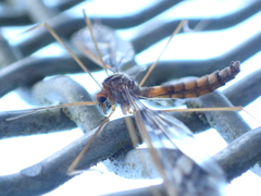 Leptotarsus binotatus