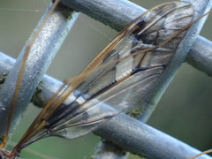 Leptotarsus binotatus