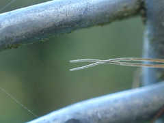 Leptotarsus binotatus