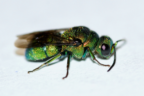 Holopyga ventralis