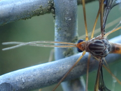Leptotarsus binotatus