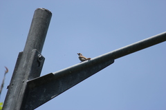 Passer montanus
