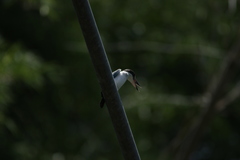 Todiramphus chloris