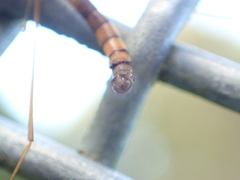 Leptotarsus binotatus