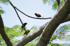 Lonchura atricapilla