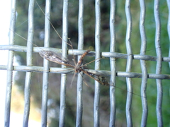 Leptotarsus binotatus