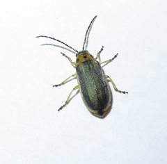 Trirhabda attenuata