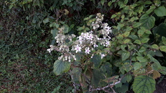 Clerodendrum infortunatum