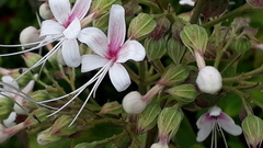 Clerodendrum infortunatum