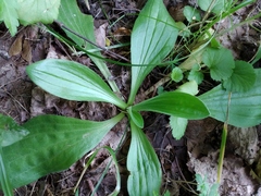 Plantago media