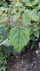 Clerodendrum infortunatum