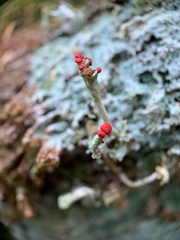 Cladonia transcendens