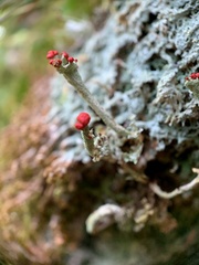 Cladonia transcendens