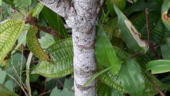Clerodendrum infortunatum