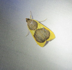 Prooedema inscisalis