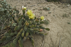 Opuntia × debreczyi