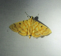 Notarcha aurolinealis