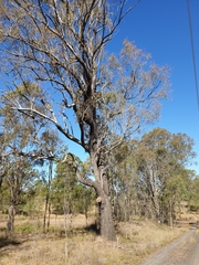 Eucalyptus crebra