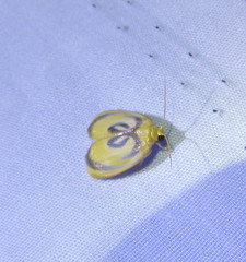 Trischalis subaurana