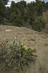 Opuntia × debreczyi