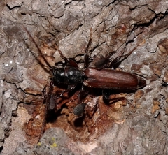 Tetropium parallelum