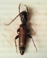 Tetropium parallelum