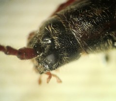 Tetropium parallelum