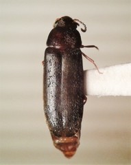 Rushia californica