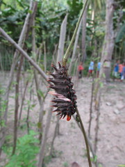 Troidini