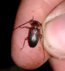 Valenus inornatus