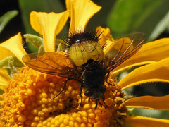 Xanthoepalpus bicolor