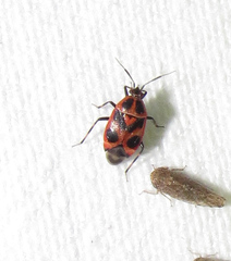 Deraeocoris histrio