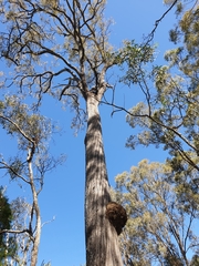 Eucalyptus crebra