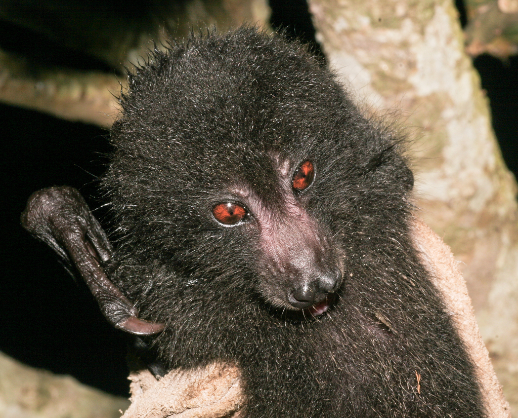 Guadalcanal Monkey-Faced Fruit Bat