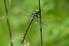 Cordulegaster obliqua