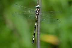 Cordulegaster obliqua