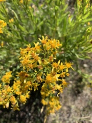 Senecio crassulus