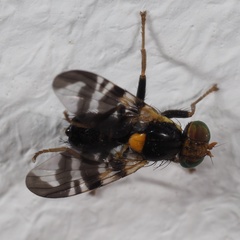 Rhagoletis cerasi