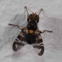 Rhagoletis cerasi