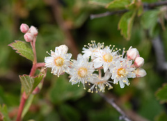 Holodiscus discolor glabrescens