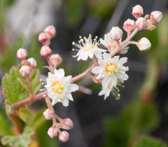 Holodiscus discolor glabrescens