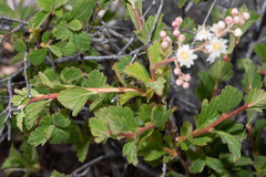 Holodiscus discolor glabrescens