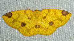 Periclina
